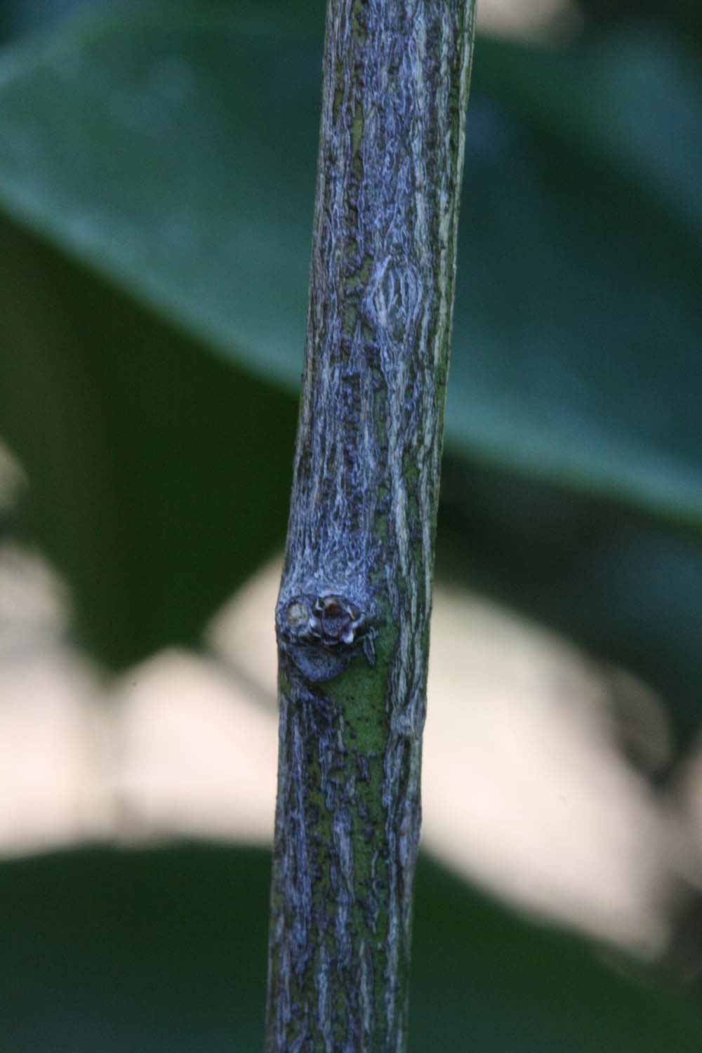              Second - third year twig (Riverside, CA)       